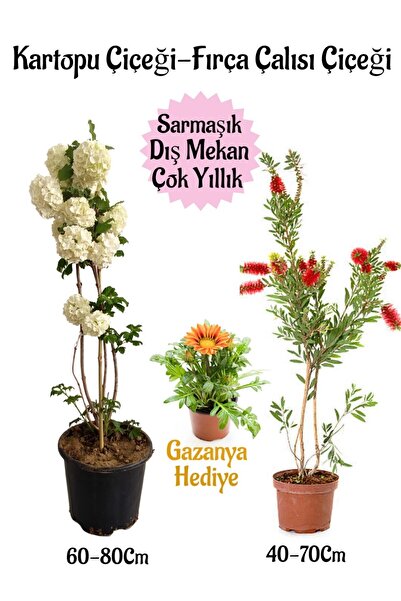 Nura Botanik Kartopu Çiçeği 1 ADET +Fırça Çalısı 1 ADET+Sarı Gazanya Hediye S...