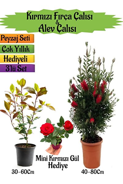 Nura Botanik Kırmızı Fırça Çalısı+Alev Çalısı Fidanı+Mini Kırmızı Gül Hediyel...