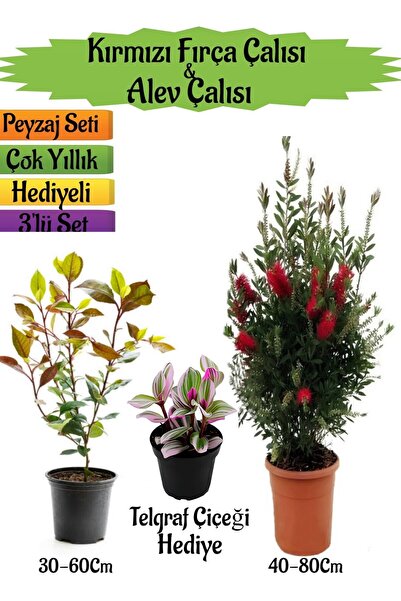 Nura Botanik Kırmızı Fırça Çalısı+Alev Çalısı Fidanı+Telgraf Çiçeği Hediyeli ...