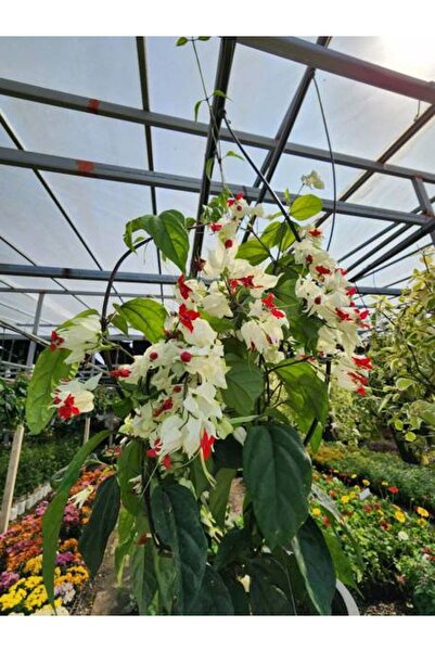 serada decor & plant Videolu Büyüleyici Beyaz Kızılay Çiçeği Fidanı (30 40 CM)1 Adet Saksılı Clerodendrum
