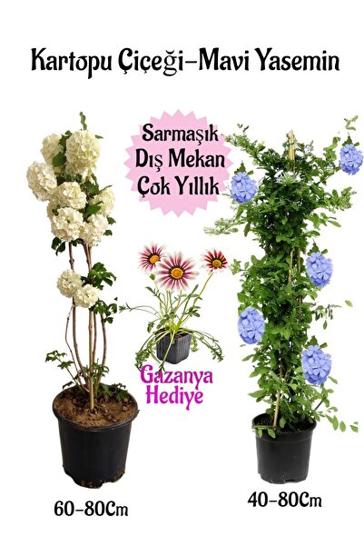 Gardenbox Kartopu Çiçeği 1 ADET +Mavi Yasemin1 ADET+Pembe Gazanya Hediye Saks...