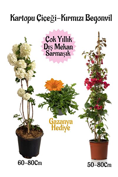 Gardenbox Kartopu Çiçeği 1 ADET +Kırmızı Begonvil 1 ADET+Turuncu Gazanya Hedi...