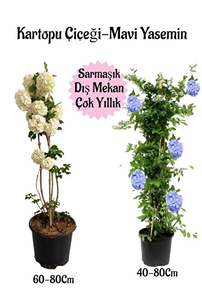 Nura Botanik Kartopu Çiçeği 1 ADET +Mavi Yasemin 1 ADET Saksılı Bahçe Peyzaj ...