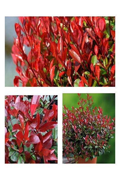 Nura Botanik Videolu Alev çalısı Bitkisi 40 cm Saksılı/Tüplü Dış Mekan Bitkis...