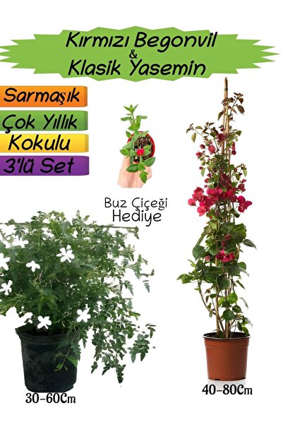 Nura Botanik Kampanyalı Kırmızı Renk Begonvil Kokulu Klasik Yasemin Mezem Çiç...