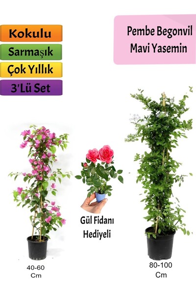 Nura Botanik Mavi Yasemin+ Pembe Begonvil+Mini Gül Hediyeli