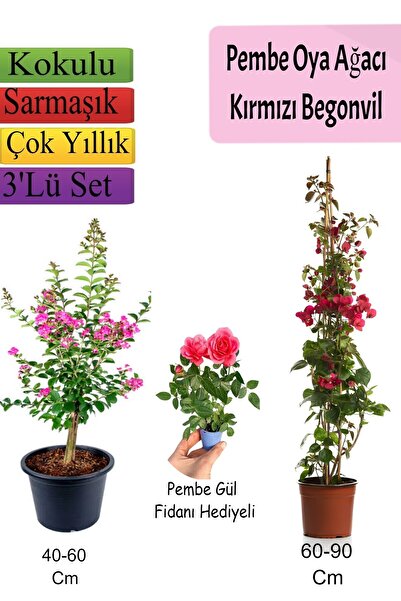 Nura Botanik Çok Avantajlı Pembe Oya Ağacı+ Kırmızı Begonvil+ Pembe GÜL Fidan...