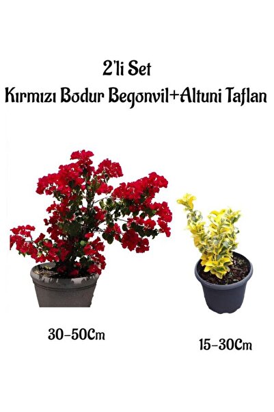 Nura Botanik Kırmızı Renk Bodur Begonvil Çiçeği+Altuni Taflan Çit Bitkisi Dış...
