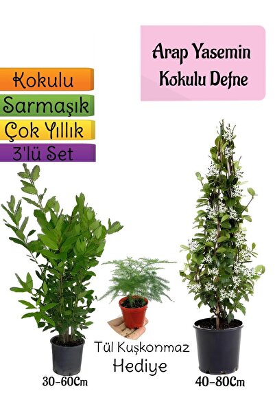 Nura Botanik Avantajlı Ürün Kokulu Arap Yasemini Defne Çalısı Kurdele Çiçeği ...
