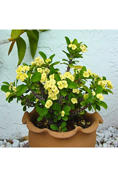 TroyaLab Sarı Dikenler Tacı Çiçeği: Sevginin Gücünü Simgeleyen Özel Bir Çiçek