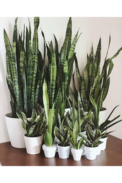 Nura Botanik Saksılı Yeşil Kılıç Bitkisi 12lik Saksıda