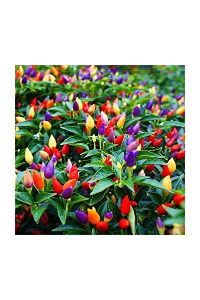 Gardenbox Yediveren Acı Süs Biberi Tohumu 25 Adet Biber Tohumu