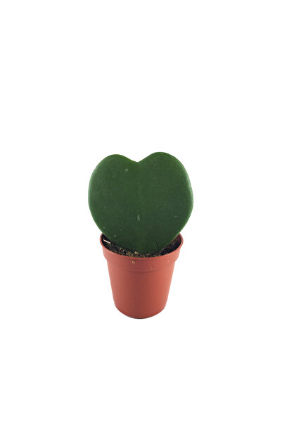 Betonish Hoya Kerrii (Mum Çiçeği)