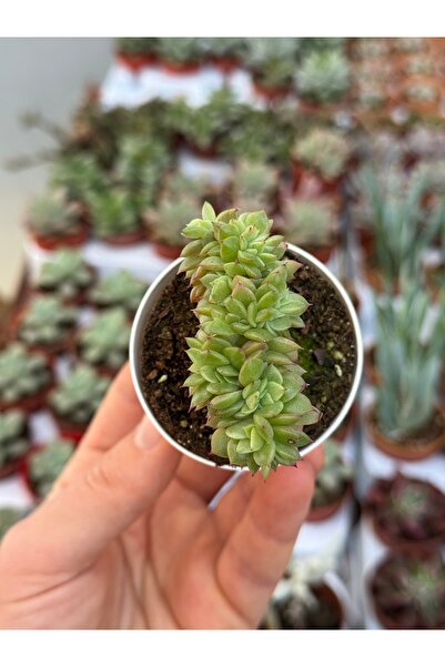 SukuLand Echeveria Gilva Cristat koleksiyonluk özel tür sukulent 5,5cm saksıda