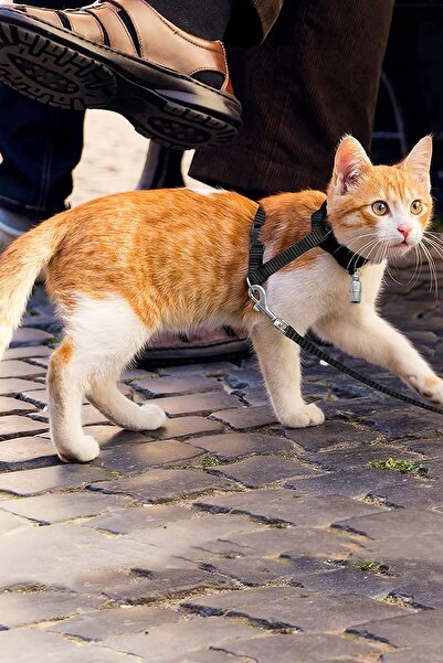 KRİZANTEM Bel Boyun Göğüs Ayarlanabilir Kedi Gezdirme Tasması Uzun Kayışlı Ta...