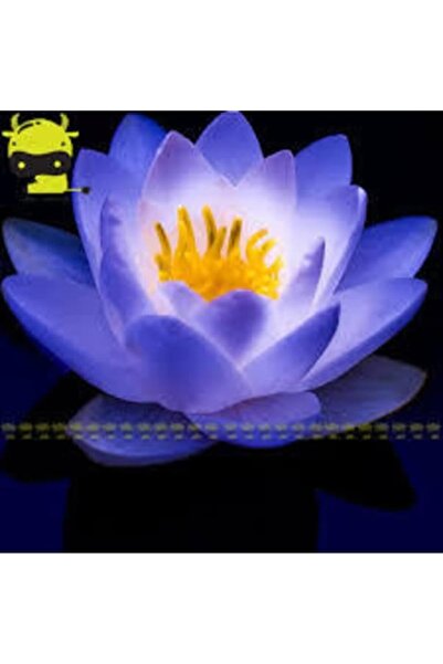 Tohumcumm 10 Adet Tohum Mavi Renkli Açan Kutsal Lotus Çiçeği Tohumu Mavi Lotu...