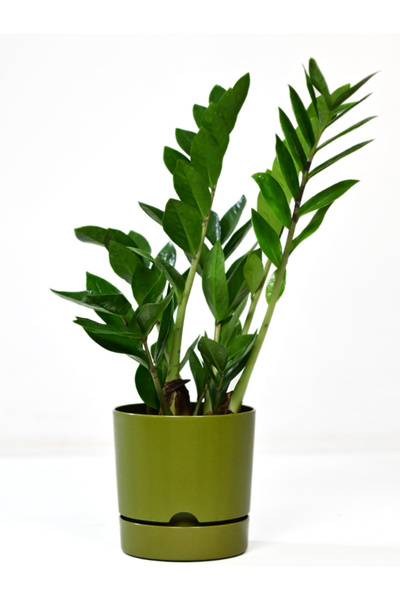 Poliwork Begonya 5 LT  Yeşil Saksı genişlik  21 cm yükseklik 20,5 cm