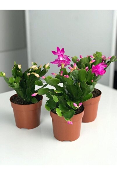 Nura Botanik Videolu Pembe Yılbaşı Çiçeği 3 Adet Saksılı 10-15cm Iç Mekan Sal...