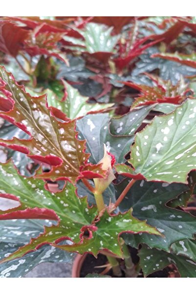 Gardenbox Videolu Çınar Çilli Begonya Çiçeği 1 ADET Saksılı 20-40Cm İç Mekan ...