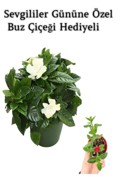 Nura Botanik Yoğun Mis Kokulu Gardenya Çiçeği Sevgililer Gününe Özel BUZ ÇİÇE...