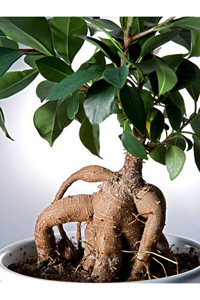 Nura Botanik Videolu Ginseng Bonsai 1 Adet Saksılı 40-60 Cm Iç Mekan Salon Of...
