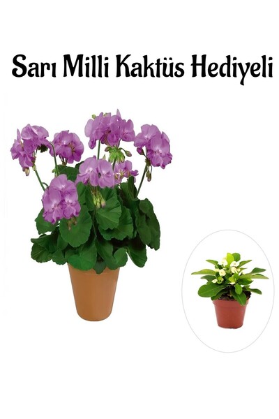 Gardenbox Hediyelik Mor Renk Sardunya Fidanı Sevgililer Gününe Özel Sarı Milli Kaktüs HEDİYELİ
