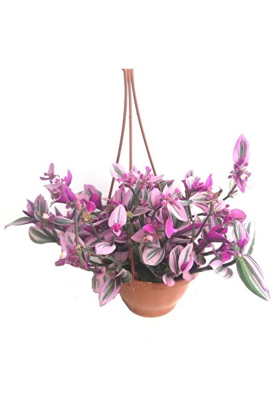 Gardenbox Telgraf Çiçeği Askılı Saksı, Pembe