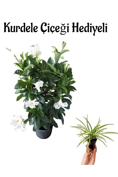 Gardenbox Mis Kokulu Beyaz Renk Mandevilla Çiçeği Sevgililer Gününe Özel Kurd...