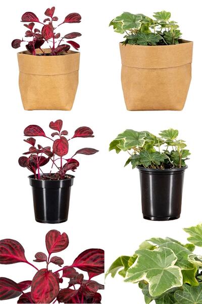 Nura Botanik Videolu Çingene Şalvarı-hedera Helix Sarmaşığı 2 Adet Saksılı 10...