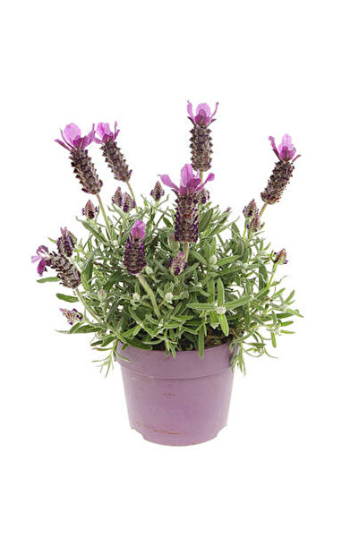 Nura Botanik Kokulu Mor Lavanta Fidanı Kadınlar Gününe Özel Tül Kuşkonmaz