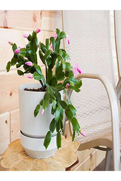 Gardenbox Çok Avantajlı Yılbaşı Çiçeği Dolgun Formlu 8.5 Saksıda Iç Mekan Bit...