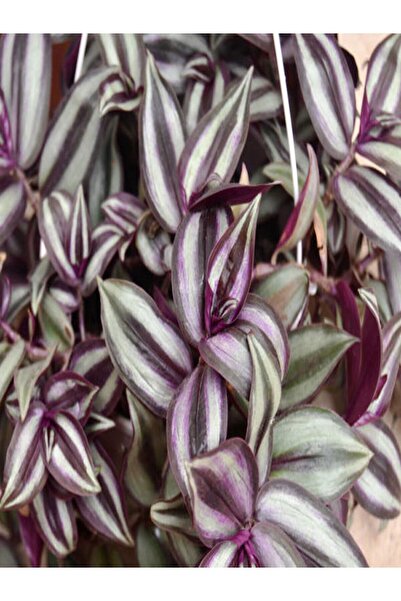 Gardenbox Videolu Telgraf Çiçeği Mor Yeşil Renkli 1 Adet Saksılı 10-20cm Iç Mekan Salon Ev Bitkisi