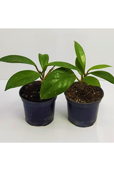 Nura Botanik Çok Avantajlı Mum Çiçeği Fidesi Hoya Carnosa Kokulu 9cm Saksıda ...