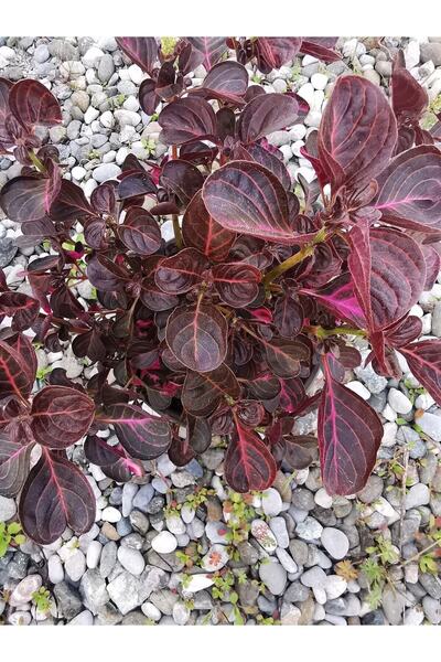 Gardenbox Videolu Çingene Şalvarı Çiçeği 1 Adet Saksılı/ Tüplü 20-30cm Ev Salon Bitkisi ( Iresine)