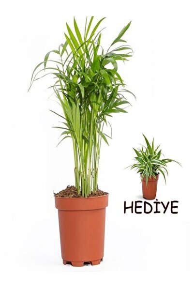 Gardenbox Videolu Dağ Palmiyesi (20-40Cm) Kurdele Çiçeği Hediyeli 1ADET Saksı...