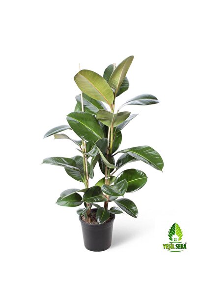 Gardenbox Kauçuk Bitkisi Ikili (80-90 Cm)