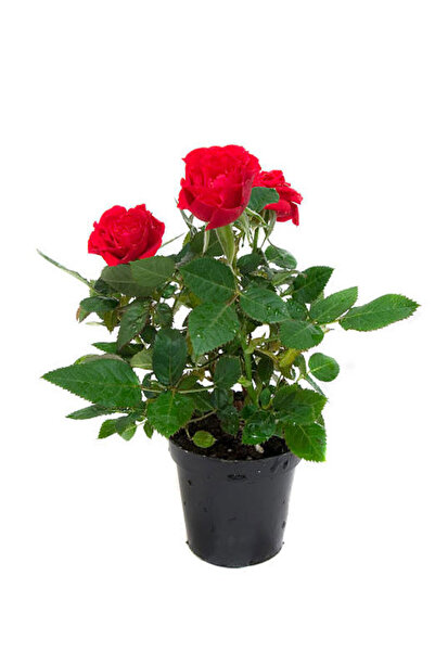 Gardenbox Videolu Yediveren Kırmızı Gül Fidanı 1 Adet Saksılı/ Tüplü 10-15cm ...