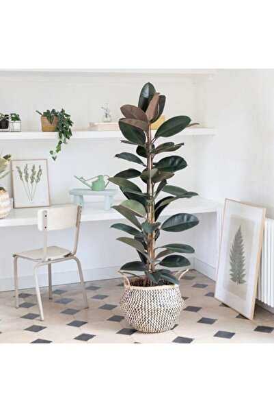 Gardenbox Kauçuk Bitkisi Çift Dal 100cm