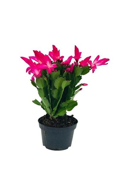 Gardenbox Kadınlar Gününe Özel Pembe Renk Yılbaşı Çiçeği-kaktüsü Sukulent