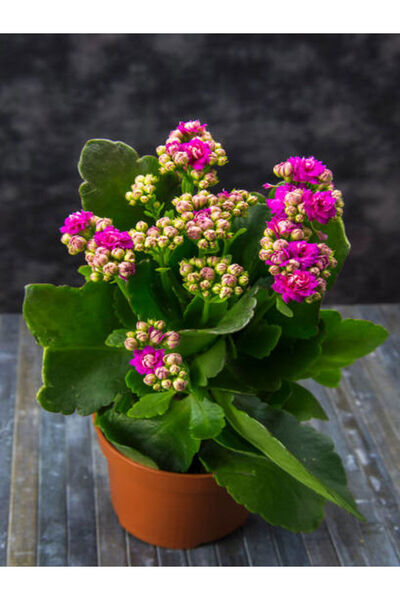 Gardenbox Videolu Pembe Kalanşo Çiçeği 1 Adet Saksılı 15-25 Cm Salon Balkon B...