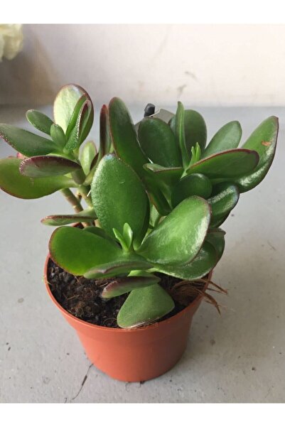 Flora Vadi Çok Avantajlı Crassula Şans Para Çiçeği (zenginlik Çiçeği) 25-30cm