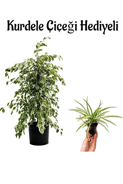 Gardenbox Kadınlar Gününe Özel Alacalı Benjamin Bitkisi Kurdele Çiçeği Salon ...