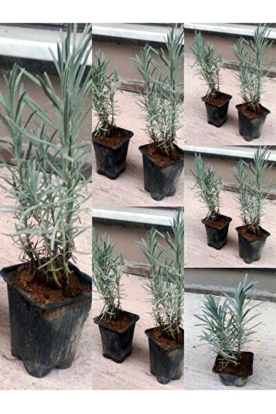 Gardenbox Videolu Lavanta Fidanı 10 Adet Saksılı/tüplü 10-15 Cm Bahçe Bitkisi...