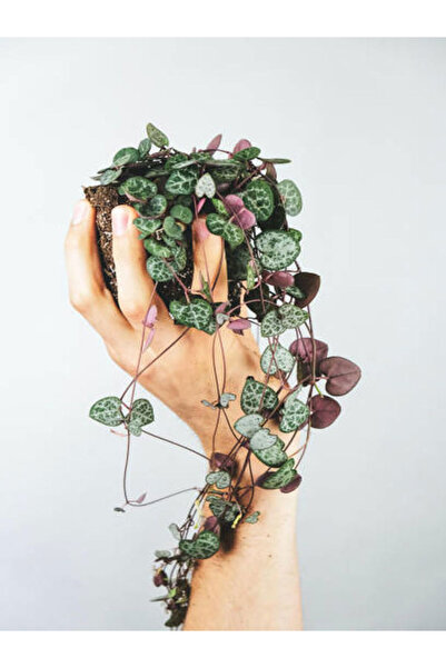 Gardenbox Videolu Kalp Kalbe Karşı Bitkisi 1 Adet Saksılı 20-40cm Iç Mekan Sa...