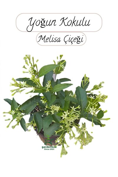 Nura Botanik Saksıda Melisa Çiçeği 30-40Cm Gece Sefası Çiçeği