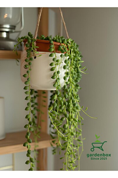 Nura Botanik İnci Tanesi Tespih Çiçeği Makrome Saksılı 20-30Cm (Senecio rowle...