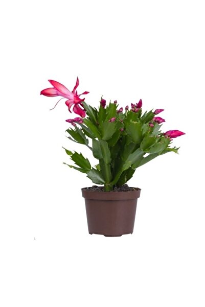 Gardenbox Videolu Pembe Yılbaşı Çiçeği 1 Adet Saksılı 15-25cm Iç Mekan Ev Salon Bitkisi(SCHLUMBERGERA PİNK)