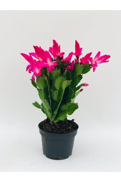 Nura Botanik Yılbaşı Çiçeği