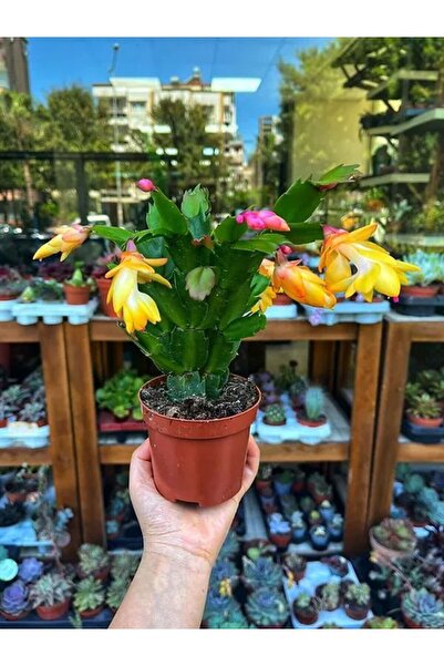 Byaysima Sarı Yılbaşı Çiçeğ 1 Adet Canlı Saksılı 10-20cm Iç Mekan Salon Ev Bitkisi