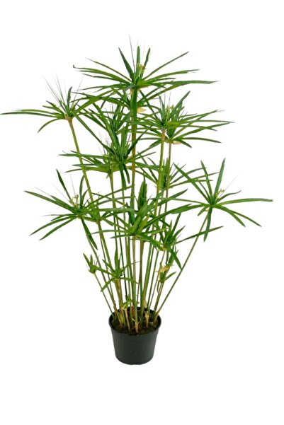 Gardenbox Japon Şemsiyesi(40-60)Cm 1 Adet Saksılı+Tül Kuşkonmaz Çiçeği(15-25c...